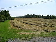Hayfield resized 600