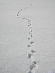sales tracks