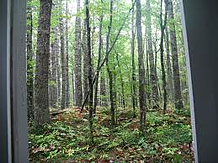 Sales and clean forests
