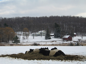 Cows in Vermont Winter resized 600