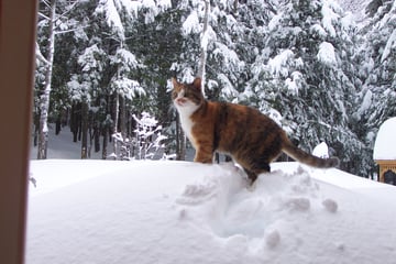 Bean and snow-1.jpg