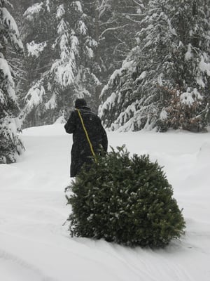 Chopping Down the Christmas Tree in VT