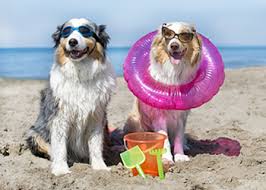 Dog Days of Summer-Jun-20-2023-11-36-55-8741-AM