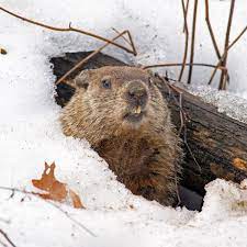 Groundhog Day 2