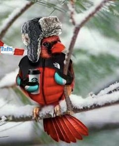 Winter bird-tufts-1