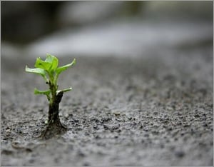 emotional-resilience-plant-lydur-flickr